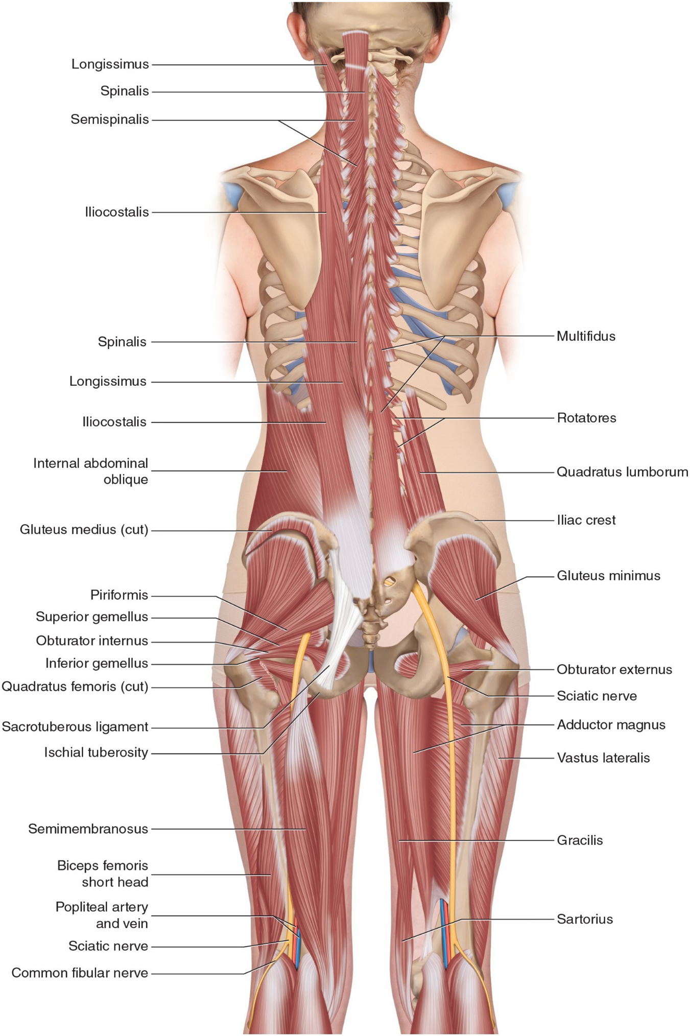 deep muscles low back pain