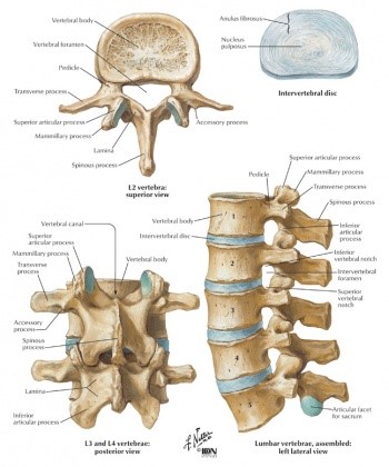 lumbar spine low back pain