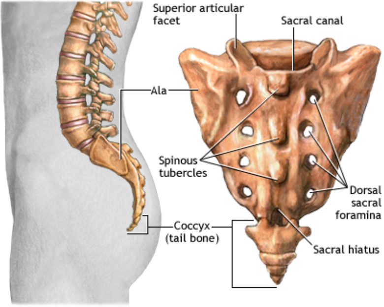 sacrum low back pain
