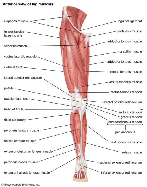 Muscles Anterior Leg