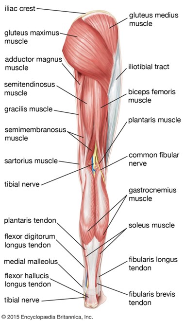 Muscles Posterior Leg