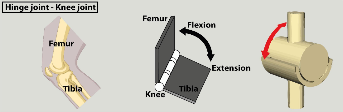 Knee joint described